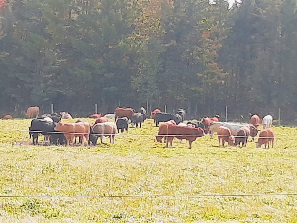 À lHERBE! bouvillons de pâturage | 701 Chemin du Bois de lAil, Pont-Rouge, QC G3H 2G8, Canada | Phone: (418) 285-7784