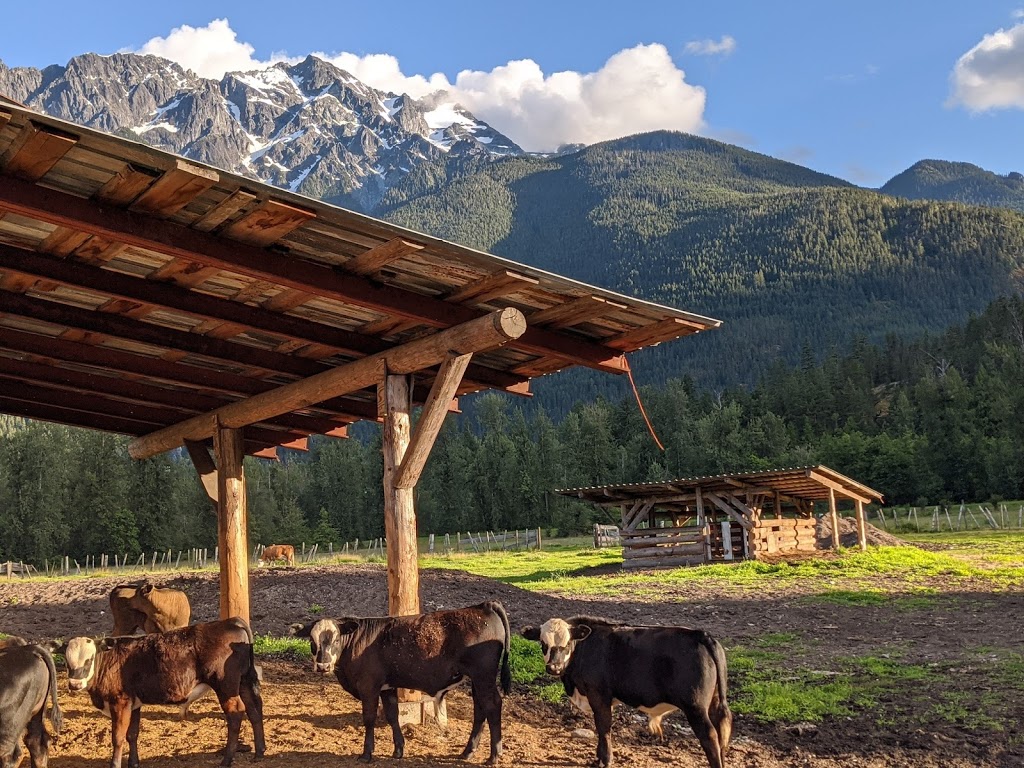 Pemberton Cattle | 7294 Clover Rd, Pemberton, BC V0N 2L1, Canada | Phone: (778) 512-4085