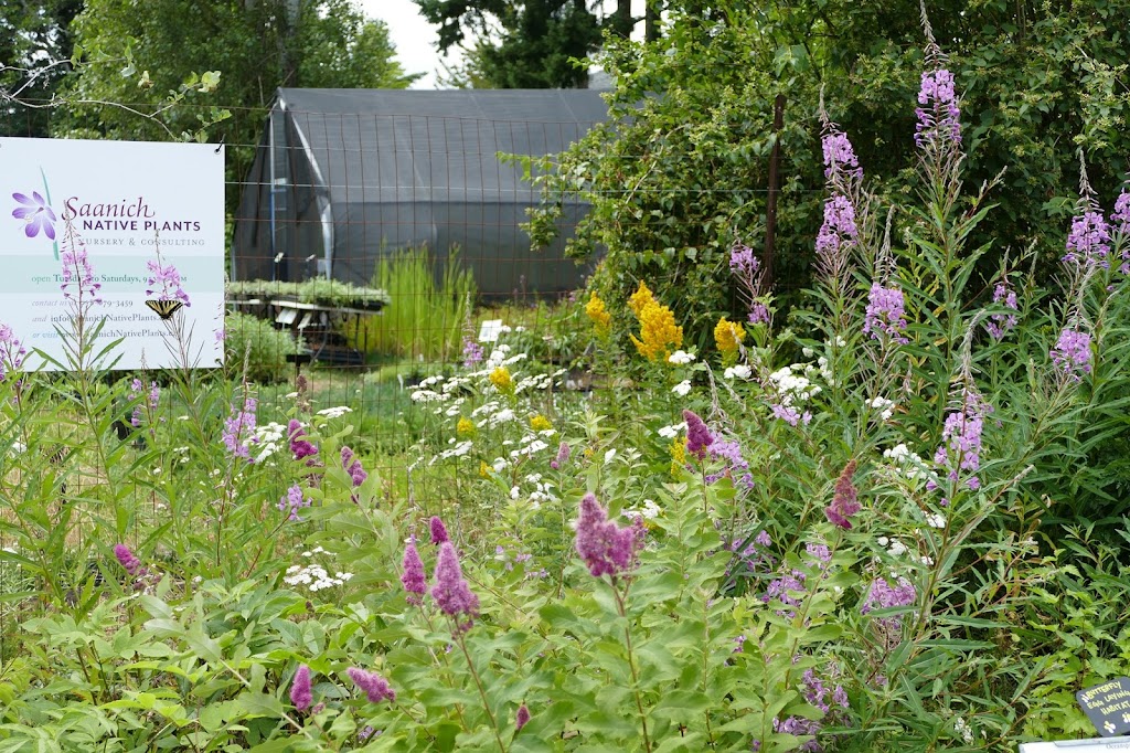 Satinflower Nurseries | 741 Haliburton Rd, Victoria, BC V8Y 1H7, Canada | Phone: (778) 679-3459