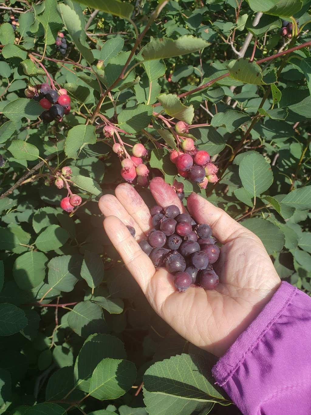 Ol Mill Berries | Box 277, QuAppelle St, QuAppelle, SK S0G 4A0, Canada | Phone: (306) 209-0442