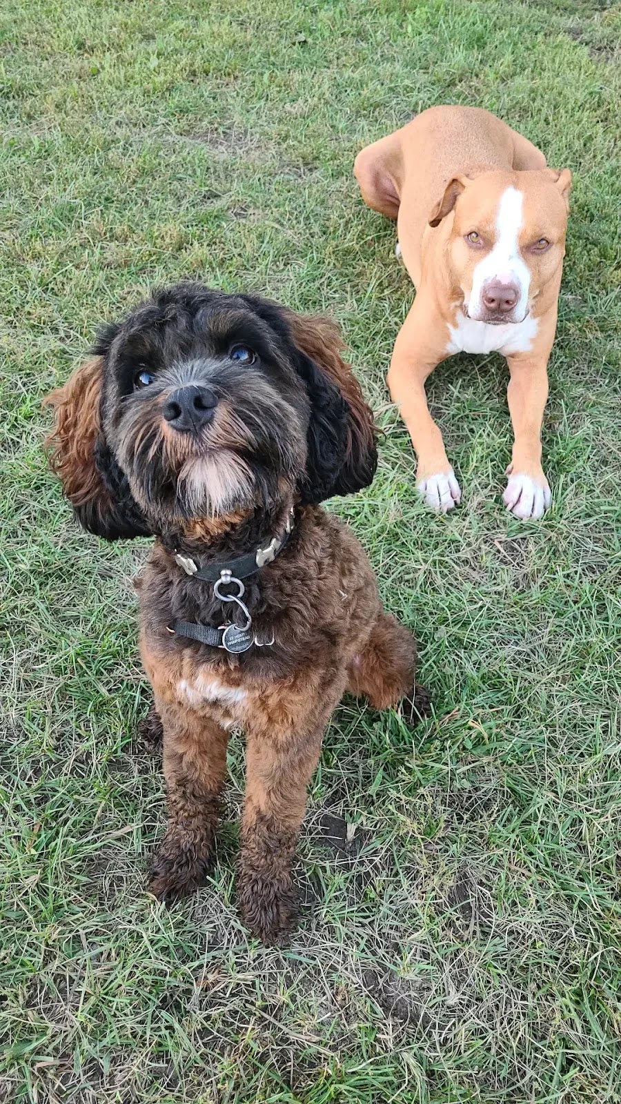 VanYs 4 Paw Paradise | 47 Rang de la Rivière-Noire S, Saint-Chrysostome, QC J0S 1R0, Canada | Phone: (438) 483-4559