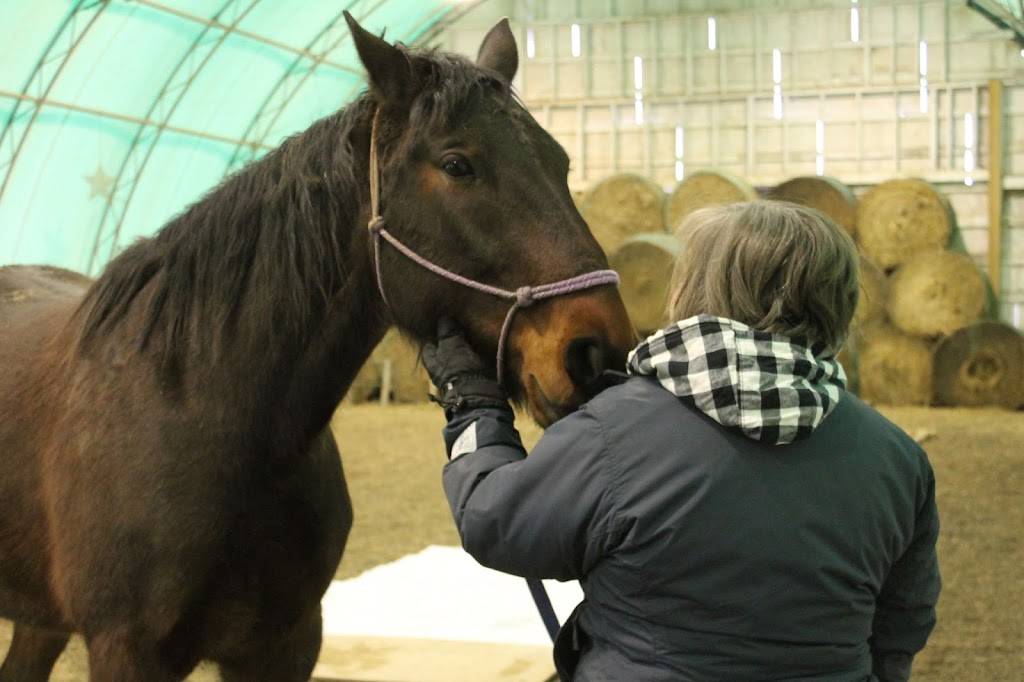 Big Heart Equine | 923 2nd Line, Hagersville, ON N0A 1H0, Canada | Phone: (365) 323-4156