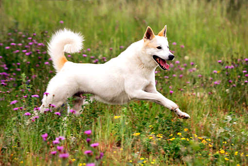 West Coast Raw Pet Food | 23329 Francis Ave, Langley Twp, BC V1M 2S5, Canada | Phone: (604) 880-1092