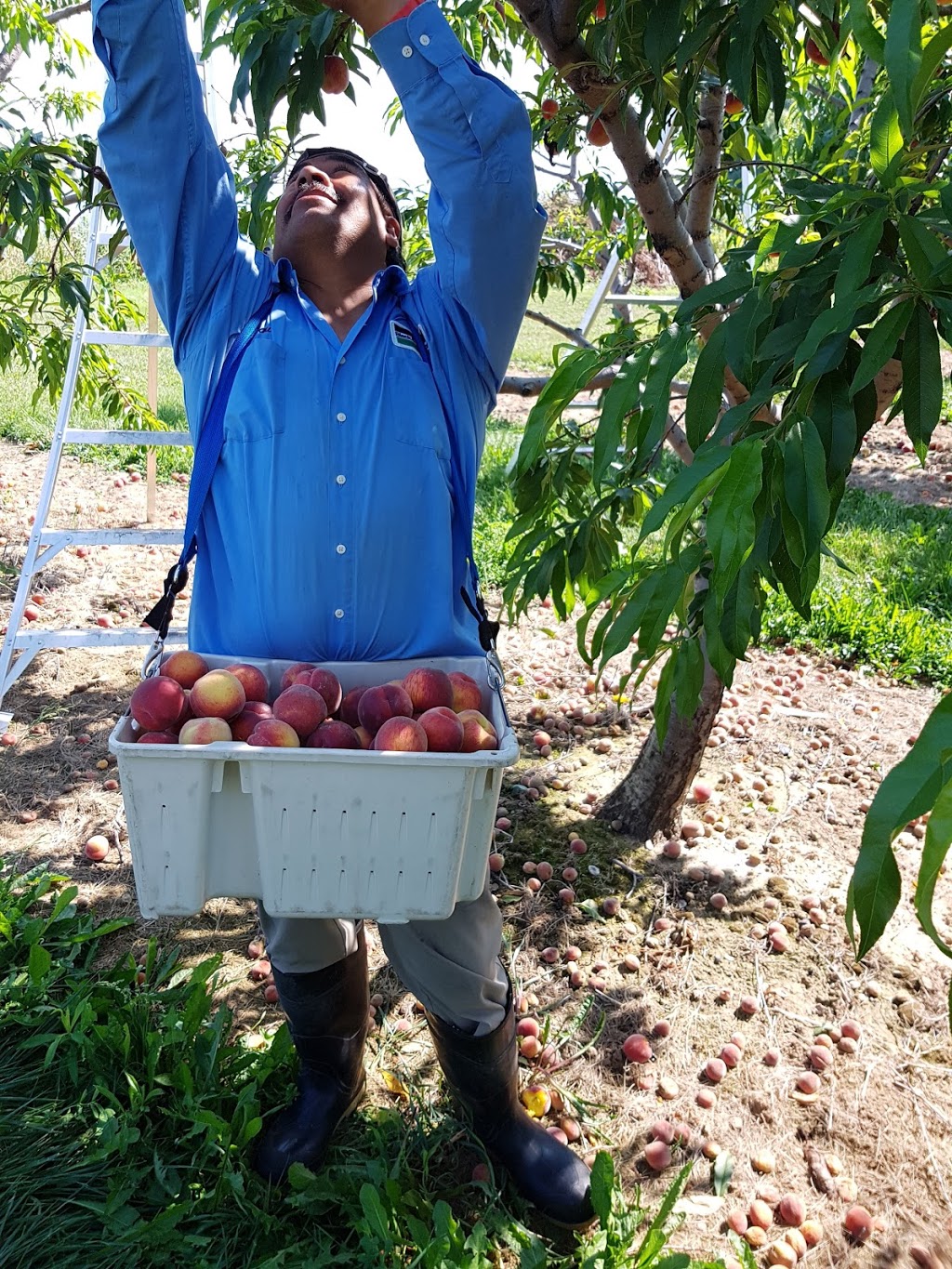 Warner Orchards | 5151 N Service Rd, Beamsville, ON L0R 1B3, Canada | Phone: (289) 432-9647