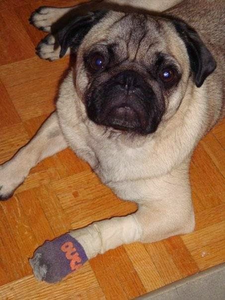Halton Peel Animal Hospital | 1093 Lower Base Line W, Milton, ON L9E 0H6, Canada | Phone: (905) 693-0503