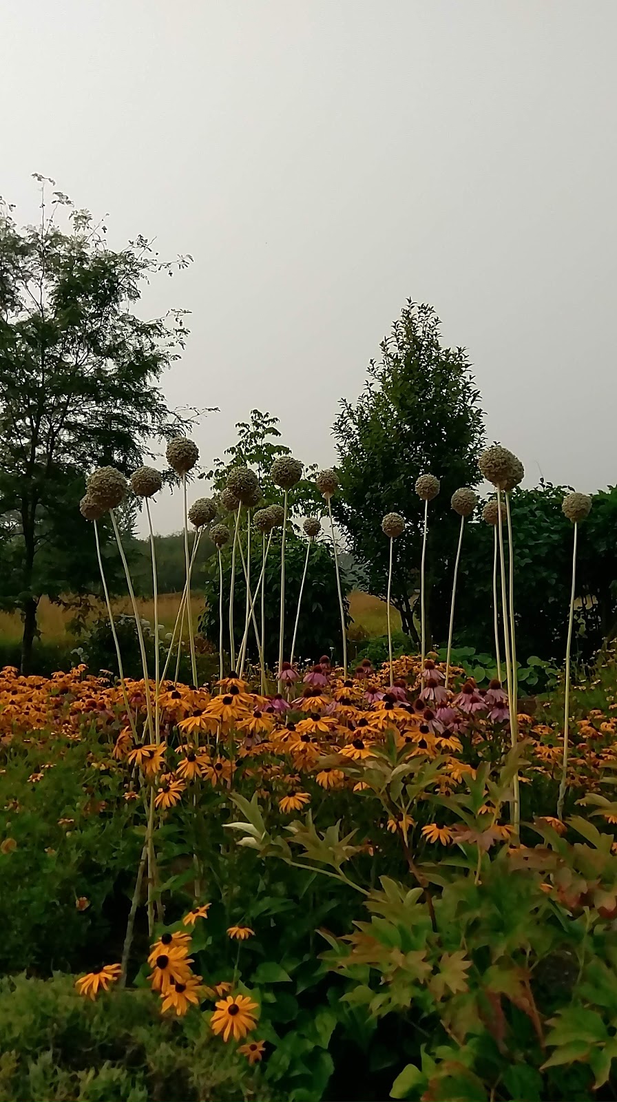 Tennant Lake Fragrance Garden | 5200-5298 Nielsen Rd, Ferndale, WA 98248, USA