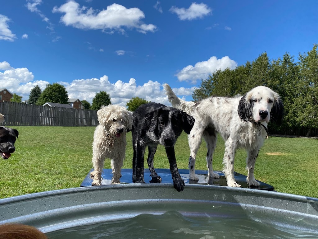 Rovers Ranch Dog Daycare and Boarding | 212 Norfolk St, Stratford, ON N5A 3Z2, Canada | Phone: (519) 271-5121