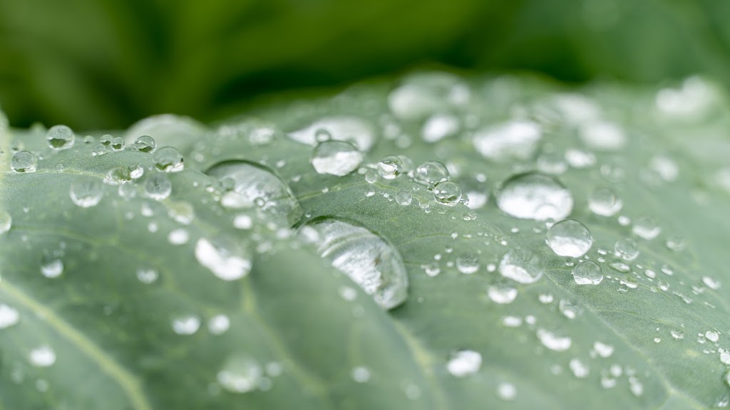 Les Jardins de Jacob | 405 Chem. Bice, Orford, QC J1X 6Y6, Canada | Phone: (819) 993-9950