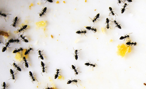 New Westminster | Ants ,Bed Bugs,Rat ,Cockroach,Mice Exterminator| Pestzap | 829 13th St, New Westminster, BC V3M 5Z7, Canada | Phone: (778) 875-4770
