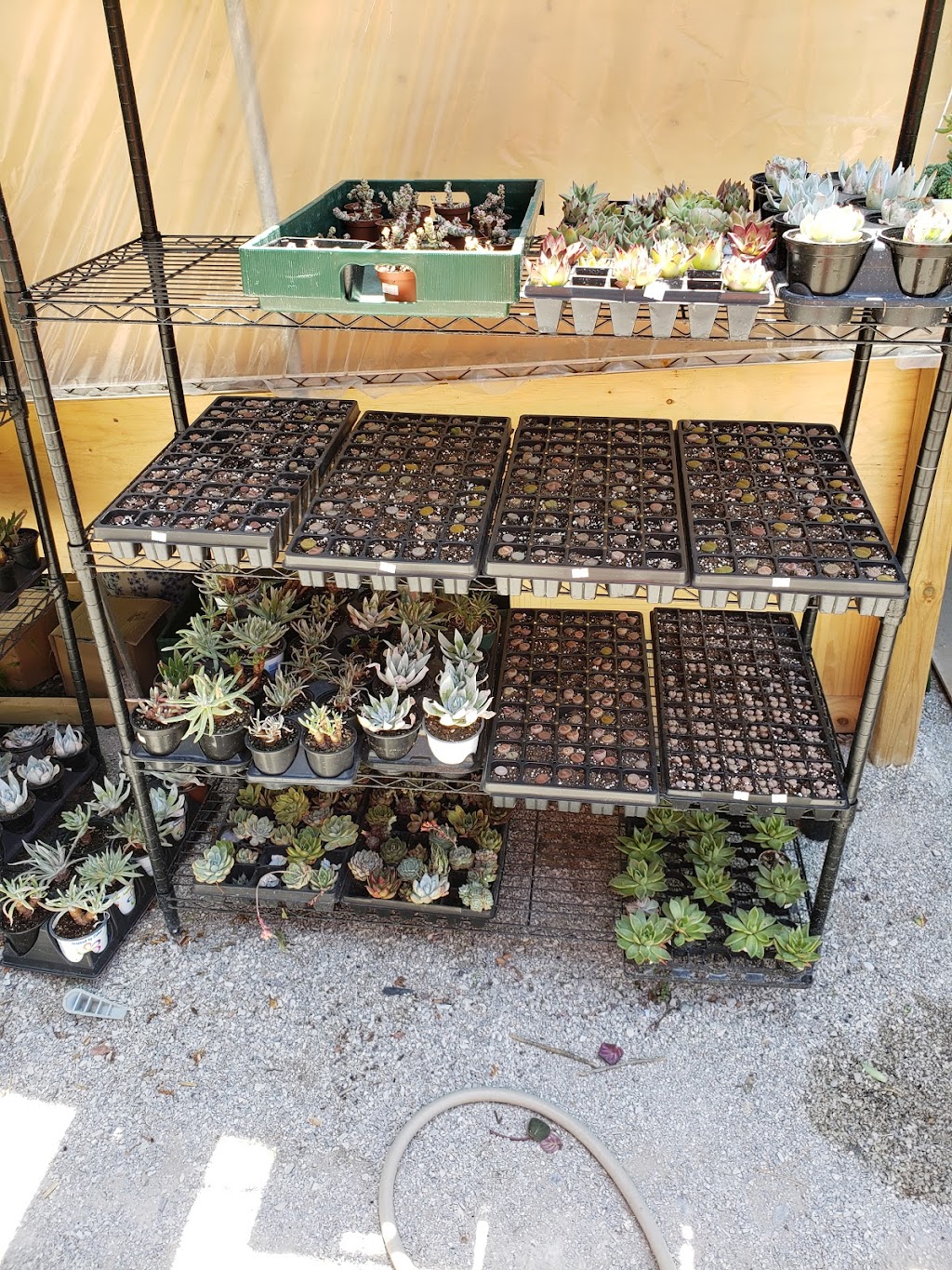Lucky FLower Greenhouse 小确幸花房 | 4910 Elgin Mills Rd E, Markham, ON L6C 1L5, Canada | Phone: (416) 567-5500