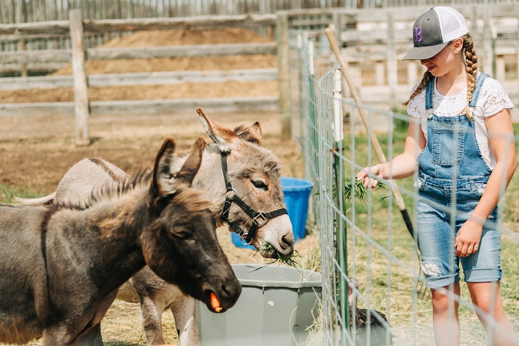 White Barn Fun Farm | Range Rd 154, Duchess, AB T0J 0Z0, Canada | Phone: (403) 501-3907