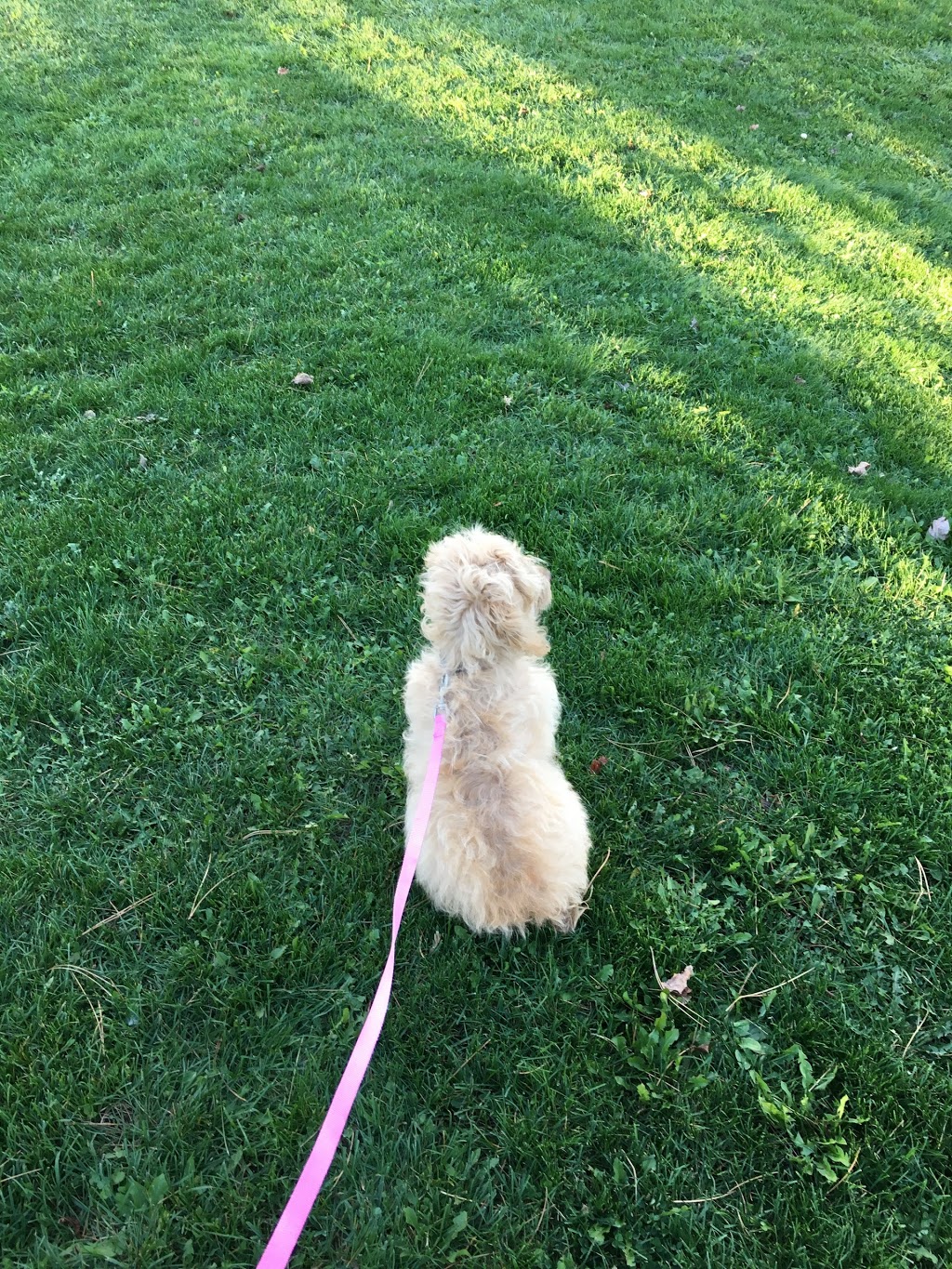 North Whitby Off-Leash Dog Park | 5001-, 5617 Cochrane St, Whitby, ON L1P 2A3, Canada