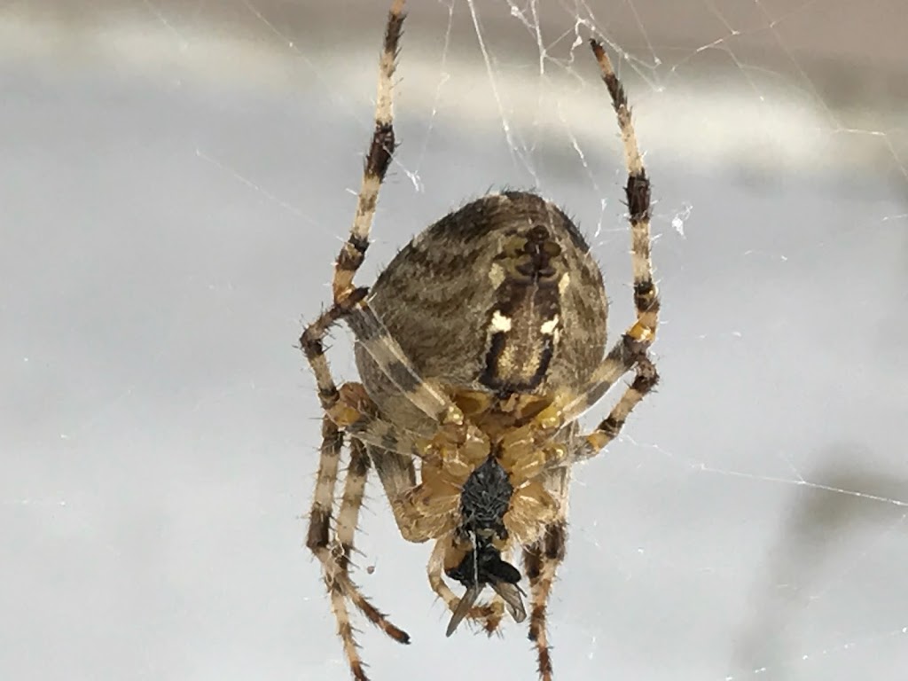 Ideal Pest Control | 12474 78 Ave, Surrey, BC V3W 8K1, Canada | Phone: (778) 891-9215