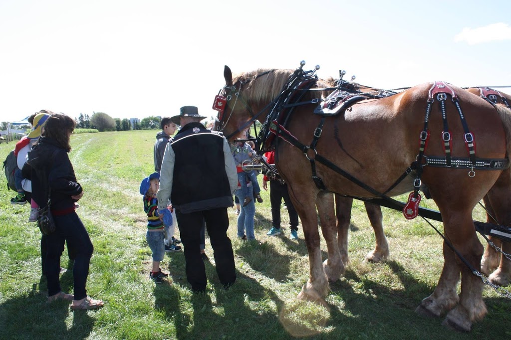 Red Gate Arena Farm | 561 Ramsay Concession 5A, Carleton Place, ON K7C 3P1, Canada | Phone: (613) 253-8641