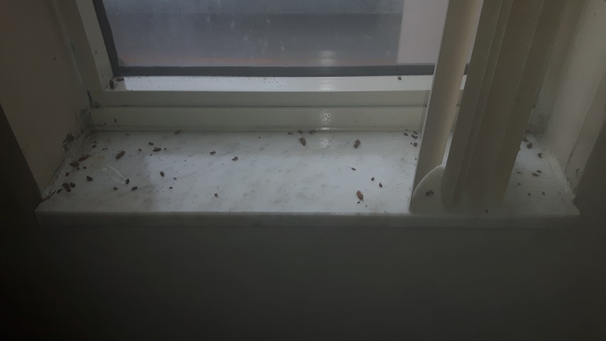 Cockroach Control and Exterminator | 106 Richwood Cres, Brampton, ON L6X 4K7, Canada | Phone: (647) 567-7378