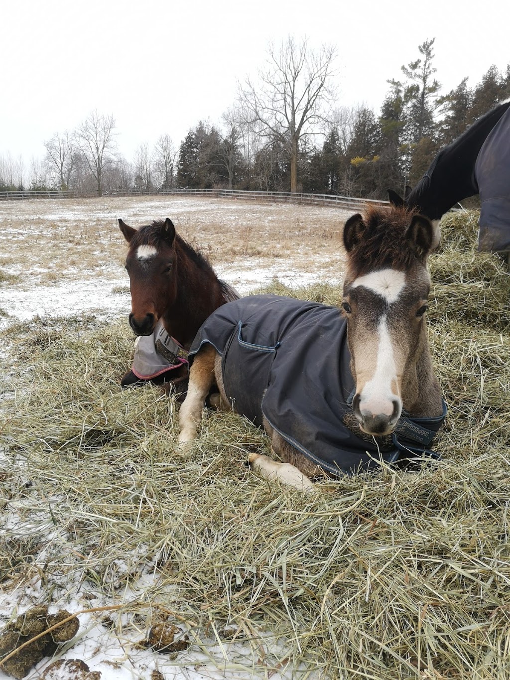 Lenka Equestrian Centre | 750 Concession 8 W, Puslinch, ON N0B 2J0, Canada | Phone: (905) 629-2238