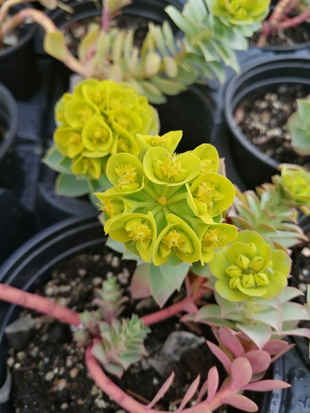 The Briar Patch Farm & Nursery | 4568 Highway #1, South Berwick, NS B0P 1E0, Canada | Phone: (902) 538-9164