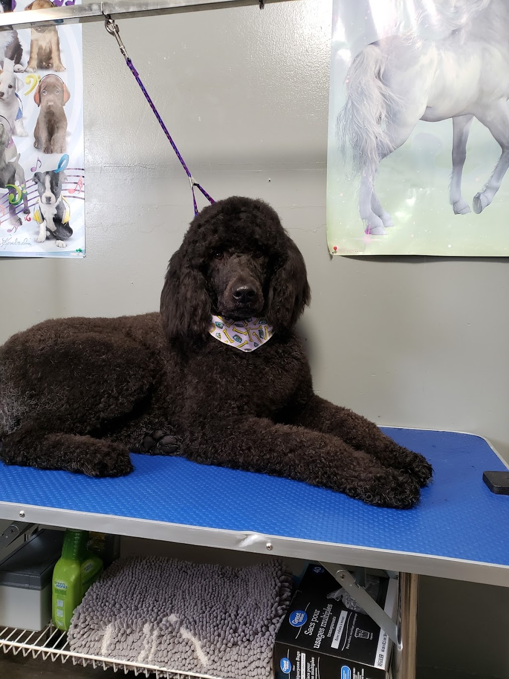 Bouctouche Dog and Cat Grooming | 249 Irving Blvd, Bouctouche, NB E4S 3K5, Canada | Phone: (506) 878-1418