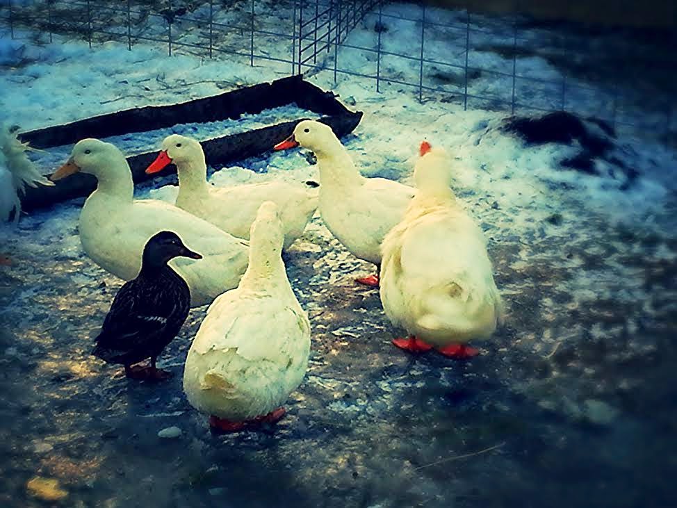 Mc-Bs Hoof and Feather Farm | 7764 Ridge Rd, Gasport, NY 14067, USA | Phone: (716) 531-5192