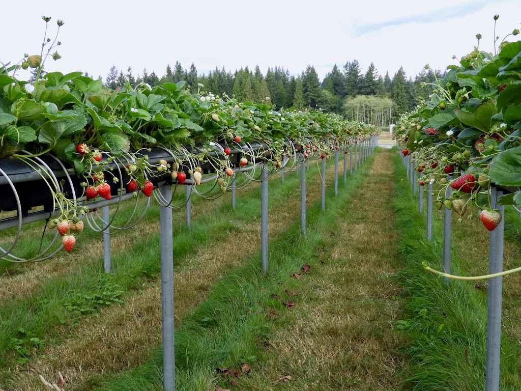 Coast Berry Co Ltd | 10084 Nassichuk Rd, Powell River, BC V8A 0P2, Canada | Phone: (604) 487-9788