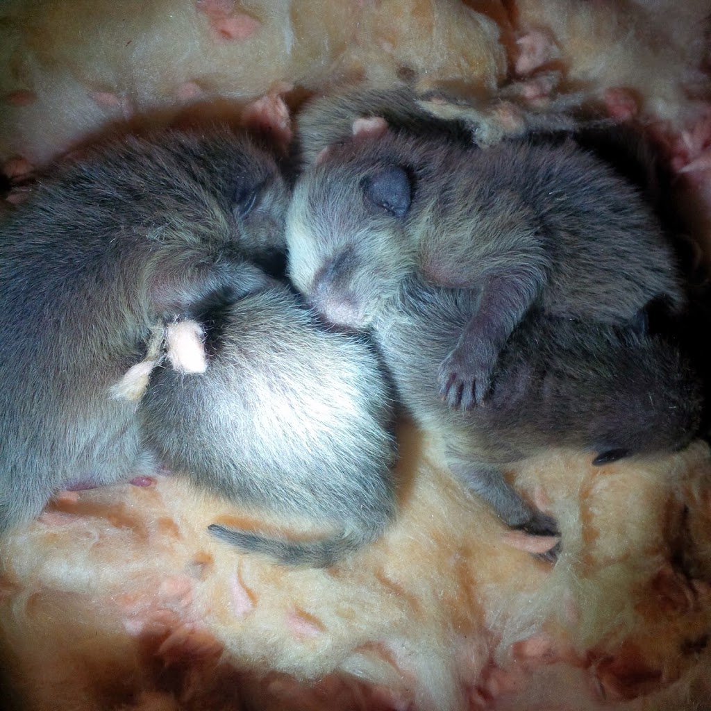 Niagaras Humane Wildlife Removal | 52 Pine Street South, Thorold, ON L2V 3L4, Canada | Phone: (905) 401-9505