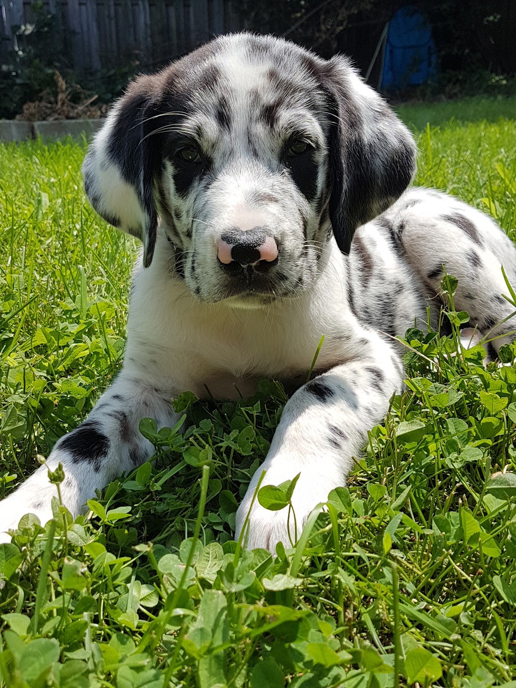 Copetown Animal Hospital | 153 Hamilton Regional Rd 52, Copetown, ON L0R 1J0, Canada | Phone: (905) 628-2228