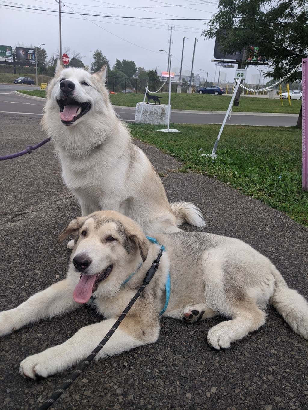 Etobicoke Veterinary Hospital | 1972 Kipling Ave, Etobicoke, ON M9W 4J5, Canada | Phone: (416) 745-4700