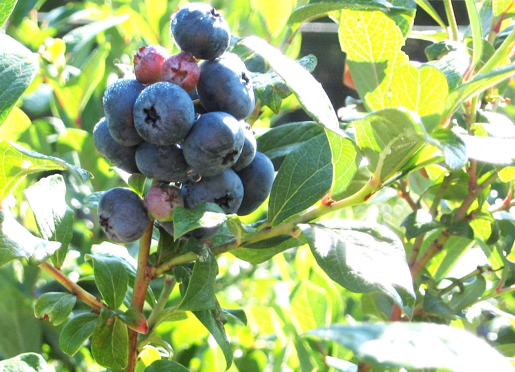 Bleuetière aux Petits Délices | 957 6e Rang, Saint-Jude, QC J0H 1P0, Canada | Phone: (450) 792-3922