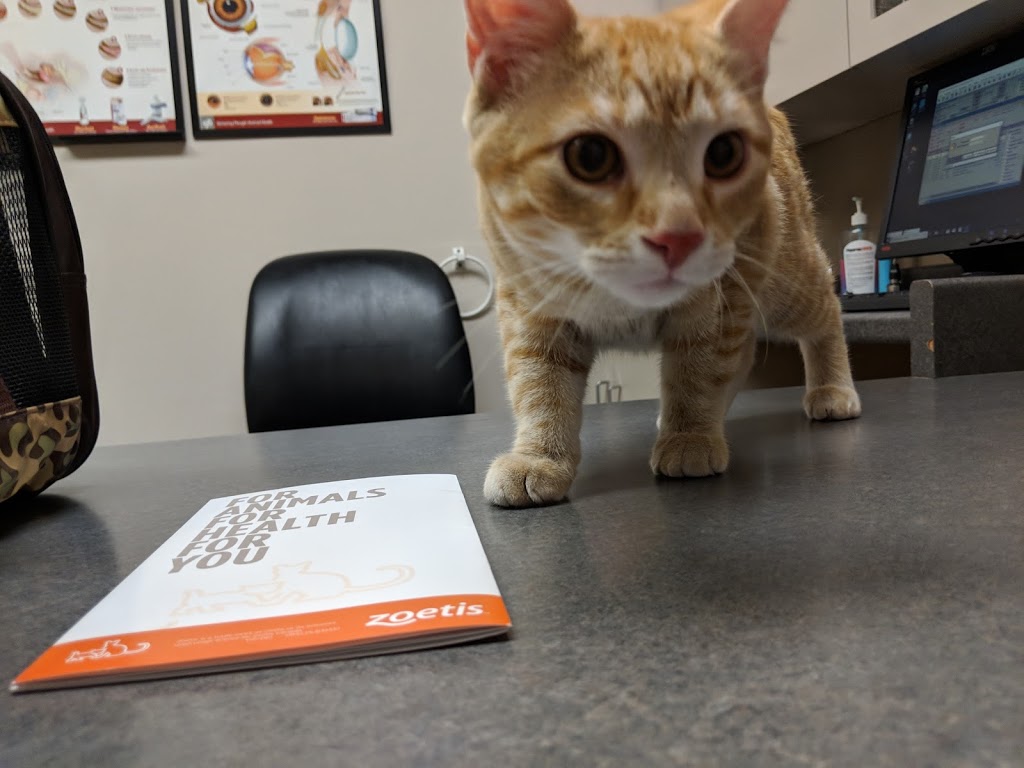 Kingsdale Animal Hospital | 2848 King St E, Kitchener, ON N2A 1A5, Canada | Phone: (519) 896-0532