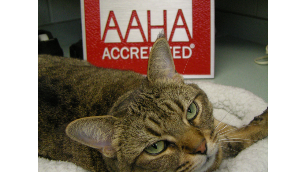 Martin Veterinary Hospital | 5460 Dundas St W, Etobicoke, ON M9B 1B4, Canada | Phone: (416) 239-7709