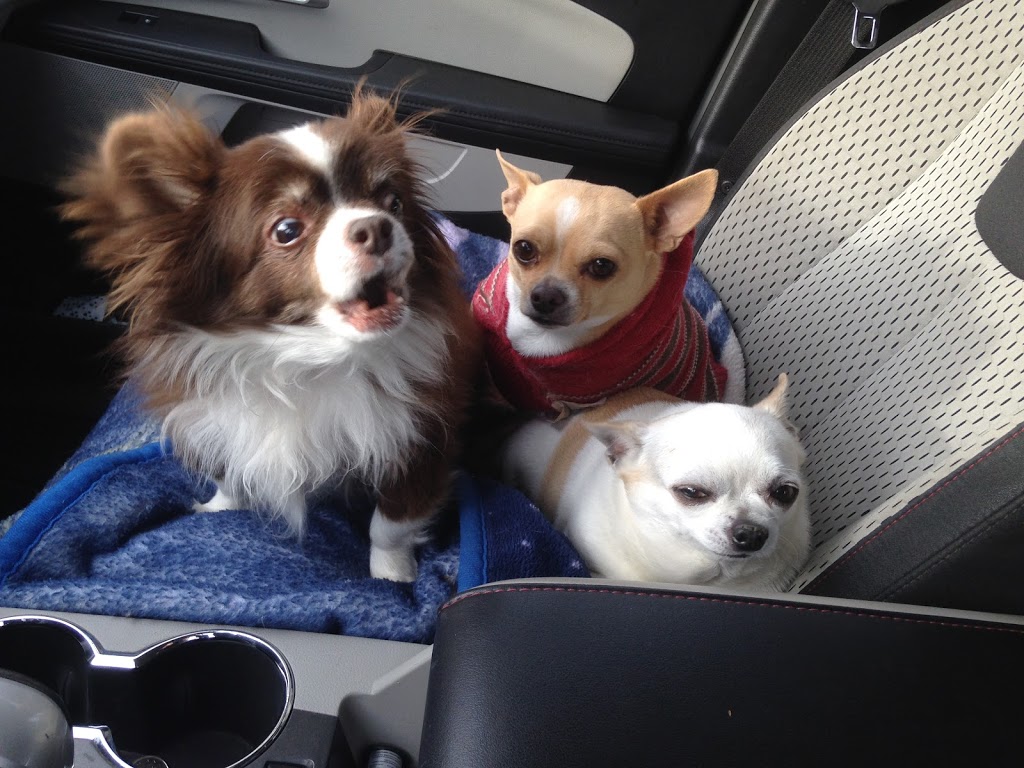 Brooklin Pet Care | 8560 Baldwin St N, Whitby, ON L1M 1Y7, Canada | Phone: (905) 655-4721