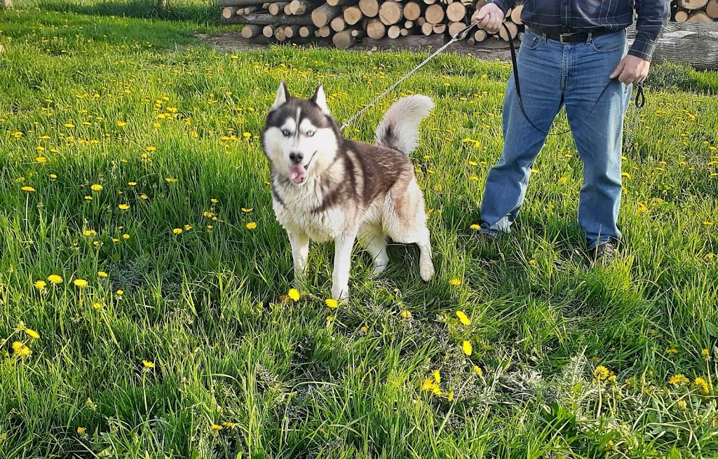 Snowsong Siberians and Cockapoos | 43 Albert St, Clinton, ON N0M 1L0, Canada | Phone: (519) 441-8183