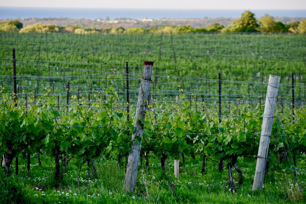 Organized Crime Winery | 4043 Mountainview Rd, Beamsville, ON L0R 1B2, Canada | Phone: (905) 563-9802