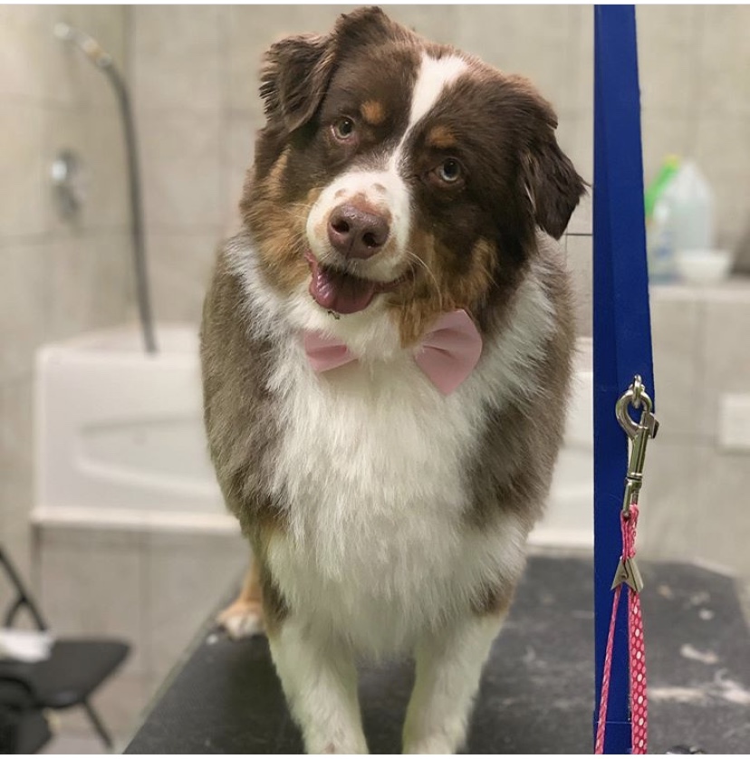 Pet Purfect | 5325 Harvester Rd, Burlington, ON L7L 5K4, Canada | Phone: (289) 348-5735