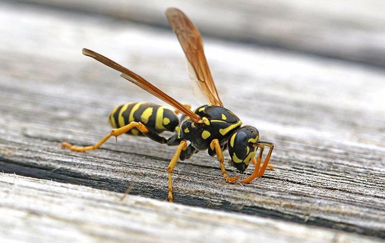 Active Pest Control Surrey/Langley | 8969 146 St, Surrey, BC V3R 3S7, Canada | Phone: (778) 695-7777
