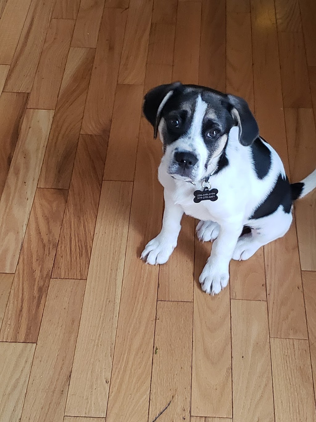 Thornbury Veterinary Hospital | Box 935, 75 King St E, Thornbury, ON N0H 2P0, Canada | Phone: (519) 599-1245