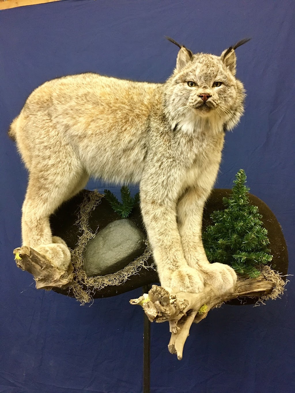 Extreme Taxidermy | 10379 109 Ave, Westlock, AB T7P 1G8, Canada | Phone: (780) 349-5412