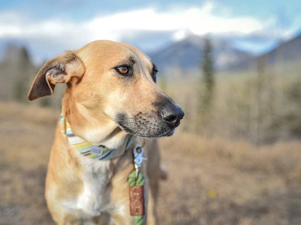 Cameras and Canines | B.1339 206020, Hwy 762, Bragg Creek, AB T0L 0K0, Canada | Phone: (403) 700-7387