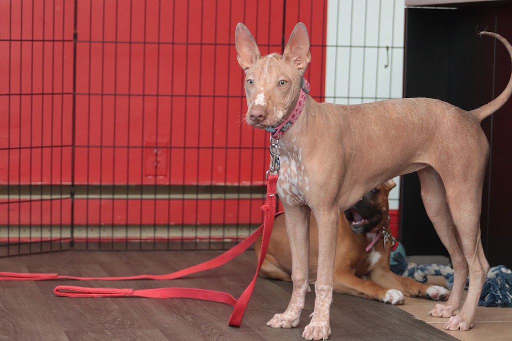 École d’Obéissance Canine du Saguenay | 2885 Bd du Royaume, Jonquière, QC G7X 7V3, Canada | Phone: (418) 550-5524