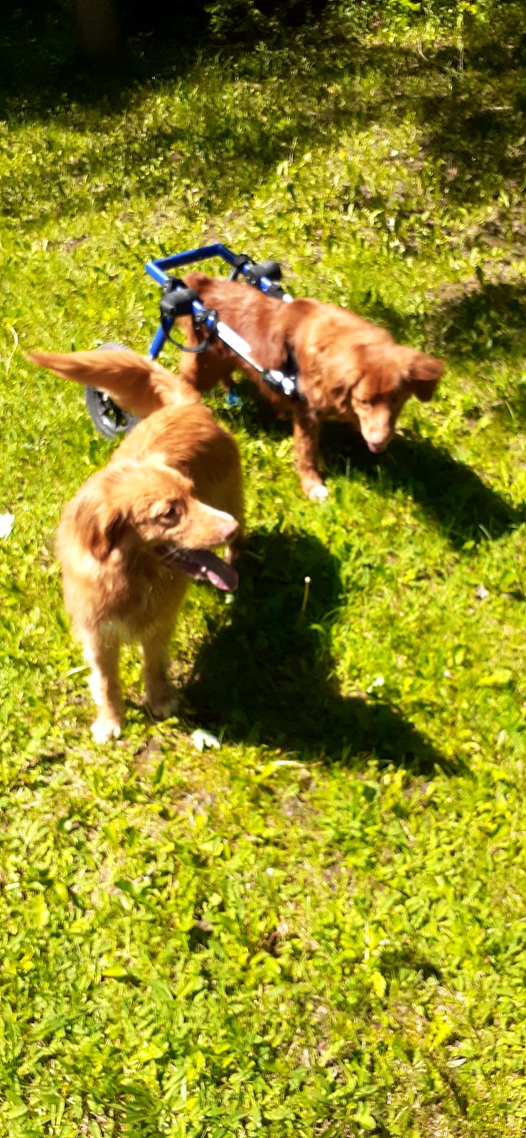 Let The Dog Out -On demand | 3 Boulder Crescent, Guelph, ON N1G 5A3, Canada | Phone: (519) 835-5836