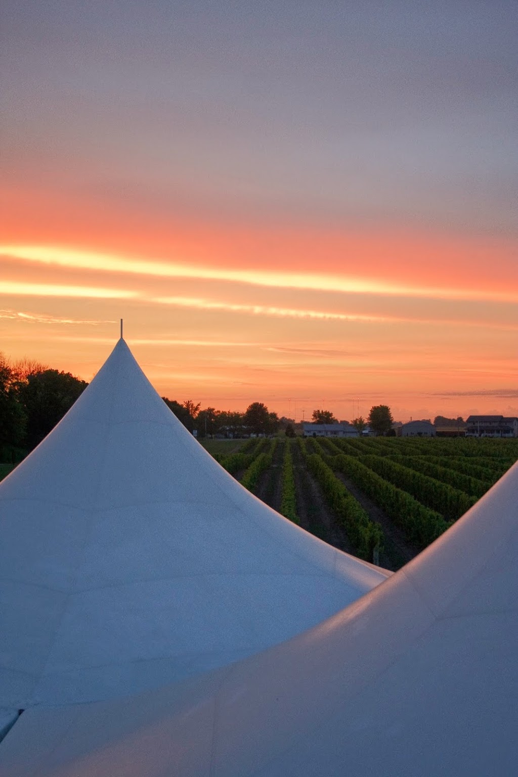 Sprucewood Shores Estate Winery | 7258 Essex County Rd 50 RR #5, Harrow, ON N0R 1G0, Canada | Phone: (519) 738-9253
