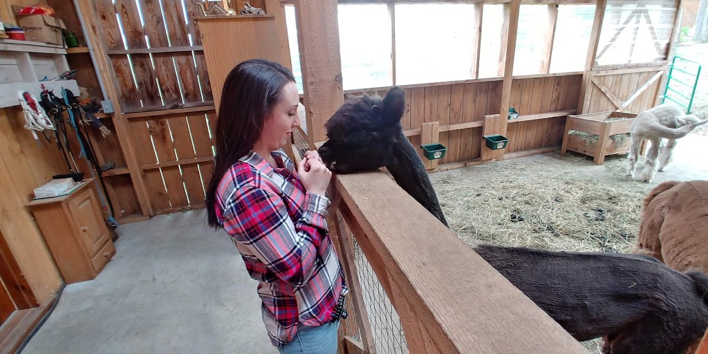 Wow Freli Alpagas / Alpacas | 117 Chemin des Érables, Frelighsburg, QC J0J 1C0, Canada | Phone: (514) 232-6021
