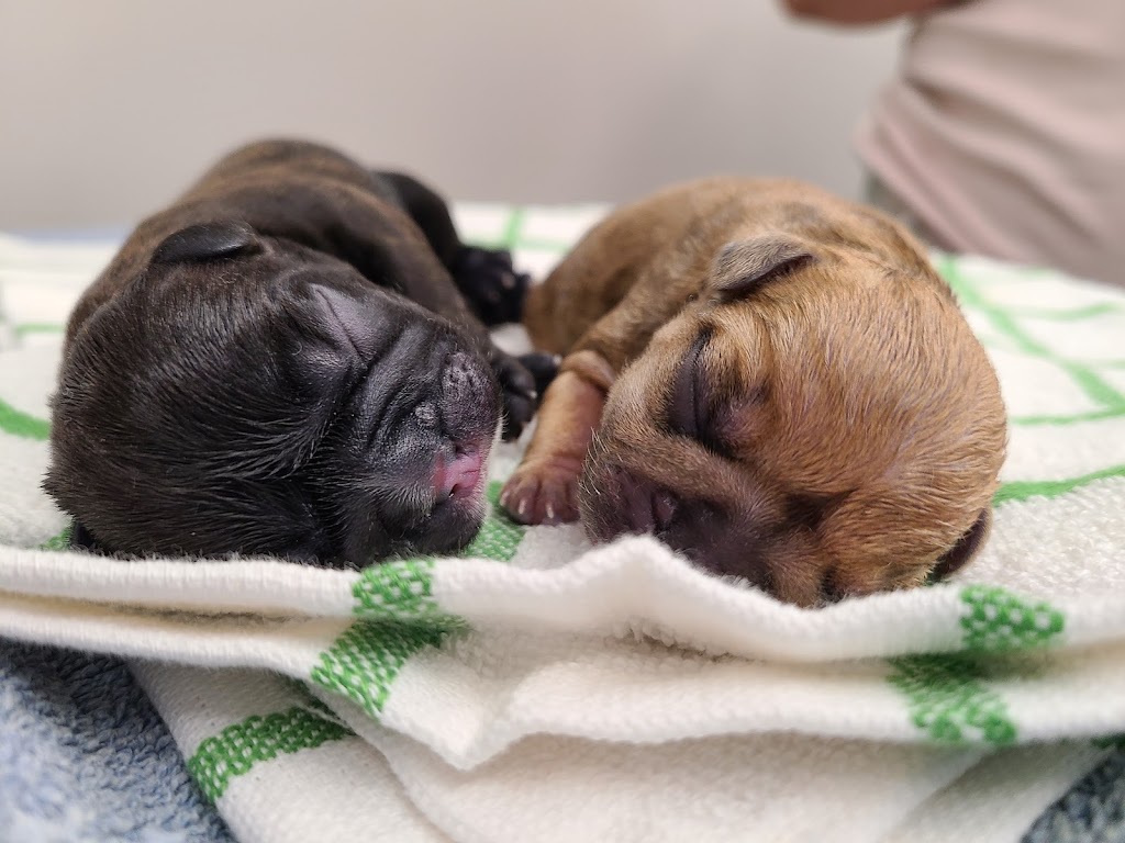 Animal Hospital on Bell Farm Road | 115 Bell Farm Rd Unit 110, Barrie, ON L4M 5G1, Canada | Phone: (705) 881-9980