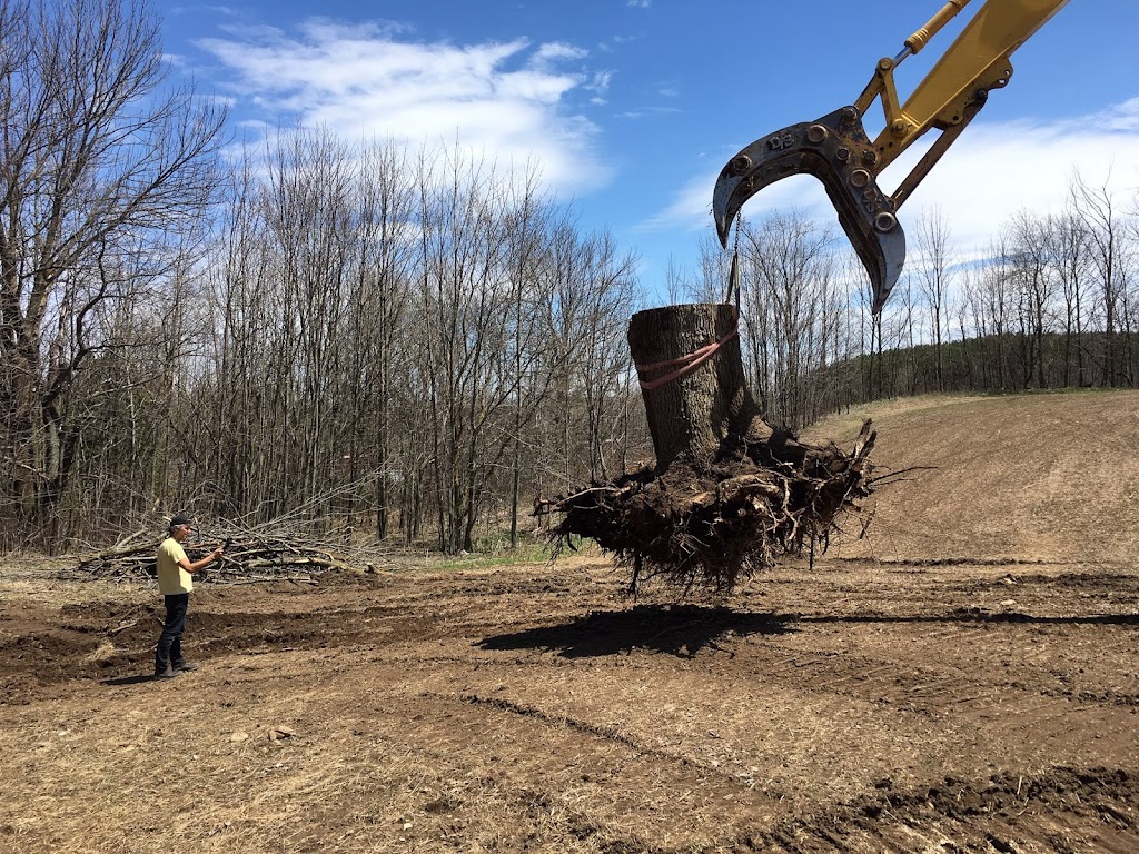 Shady Expert Tree Care | 17468 Warden Ave., Newmarket, ON L3Y 4W1, Canada | Phone: (905) 830-0081