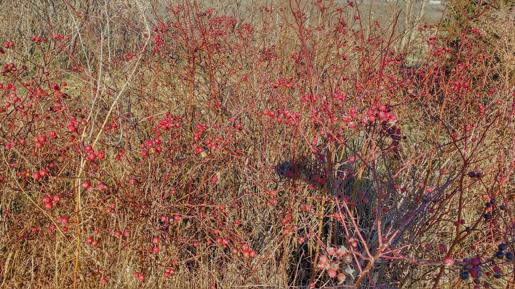 NATURE WAY, Suncor Energy Foundation | 1086 Modeland Rd, Sarnia, ON N7S, Canada, Canada