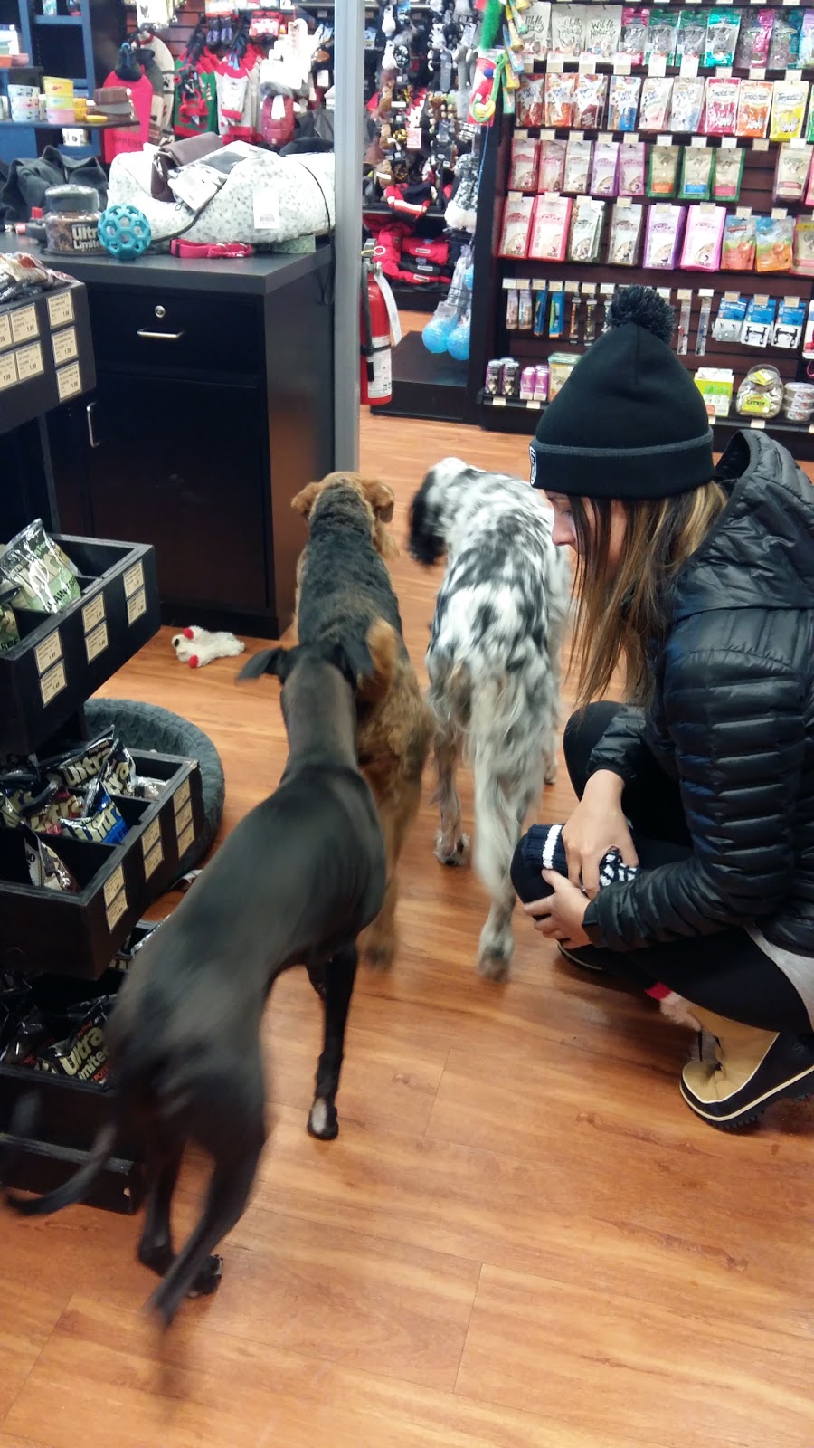 Pet Valu | 5802 50th Street NW, Beaumont, AB T4X 1T8, Canada | Phone: (780) 929-9409