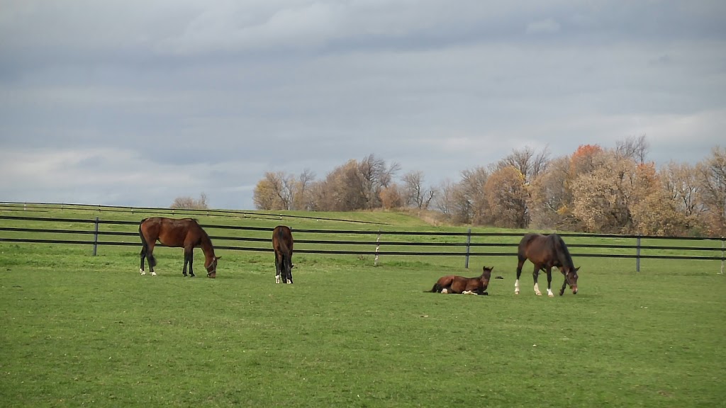Sunny Days Hanoverians | 6179 Andrews Rd, Kendal, ON L0A 1E0, Canada | Phone: (905) 429-1642