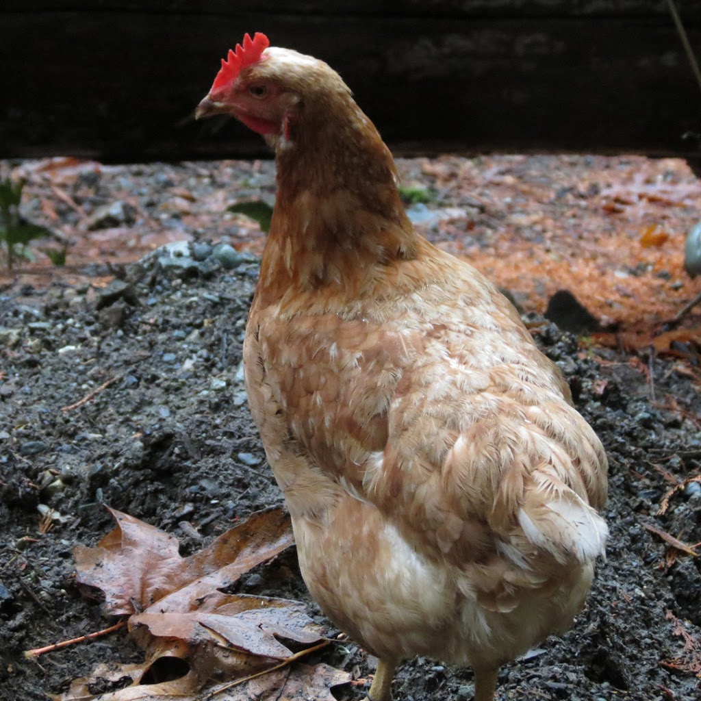 Night Owl Farm | 2100 Fulford-Ganges Rd, Salt Spring Island, BC V8K 1Z7, Canada | Phone: (250) 653-9147