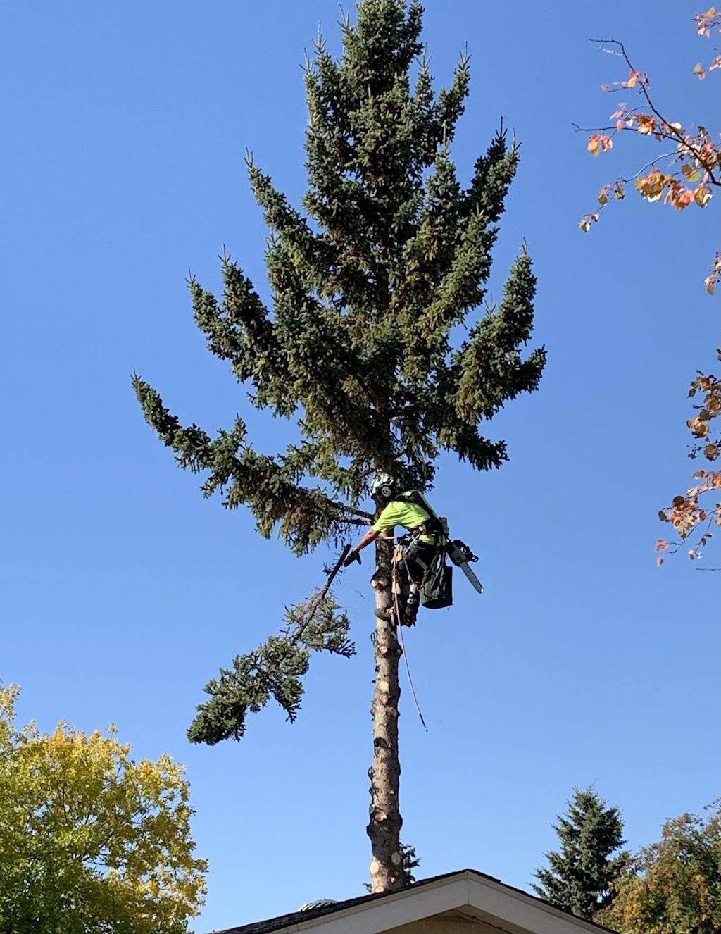 McCharles Tree Service | 3722 57 Ave #22046, Red Deer, AB T4N 6X4, Canada | Phone: (587) 377-5967
