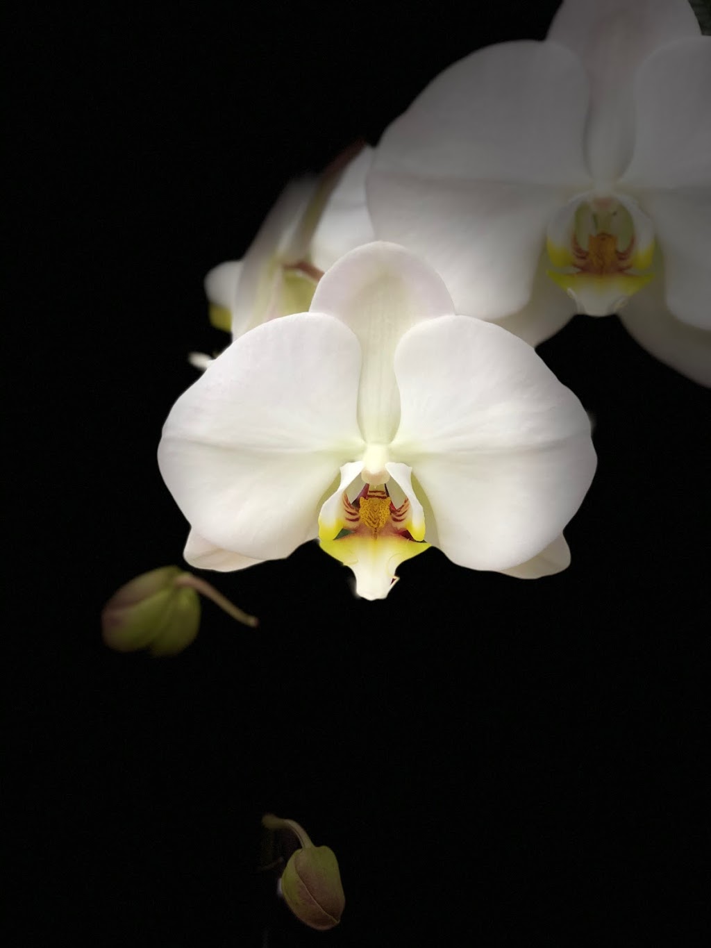 Trafalgar Food Market & Flowers | 4398 Imperial St, Burnaby, BC V5J 1A9, Canada | Phone: (604) 433-3545